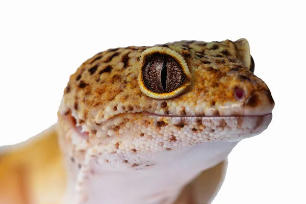 Close Eublepharis Head Eye Lizard Isolate — Stock Photo, Image