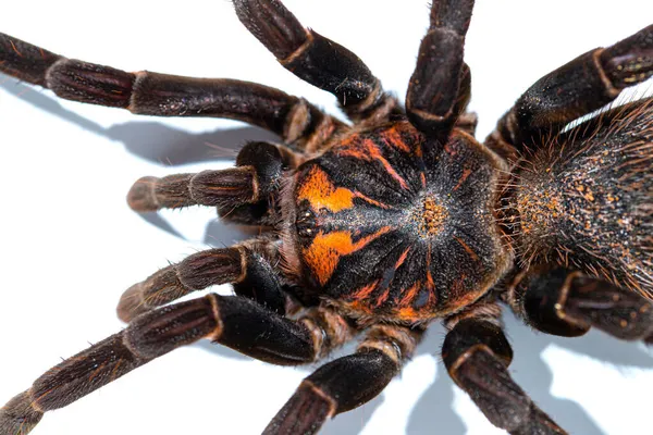Tarántula Xenesthis Immanis Vista Superior Aislamiento Primer Plano Spider —  Fotos de Stock