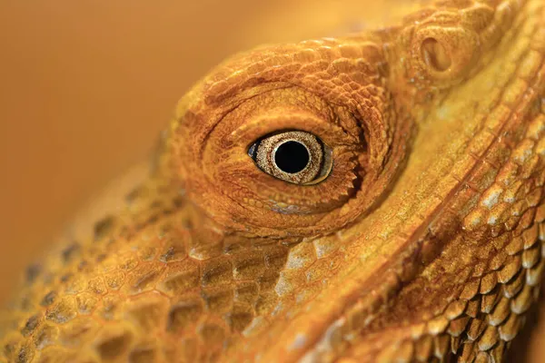 Œil Pogona Vitticeps Fermer Macro Pogona Vitticeps — Photo