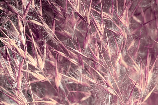 乾燥した葦の種 リード 乾燥した葦の閉鎖 — ストック写真