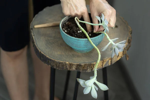 Domácí Florarium Transplantační Rostliny Doma — Stock fotografie