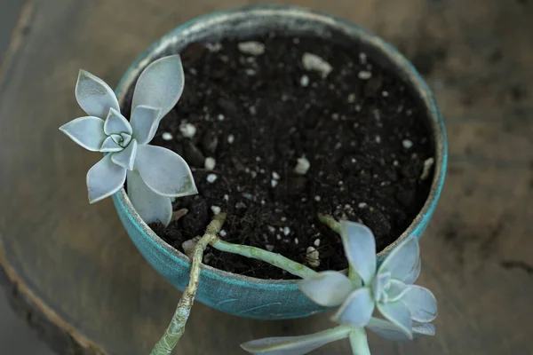 私たちはフラリウム用の植物を育てます 家庭菜園 — ストック写真