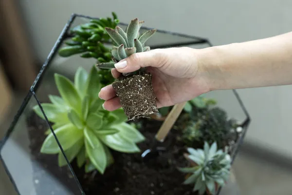 Domácí Florarium Doma Pěstujeme Šťavnaté Látky Pěstujeme Rostliny Pro Florarium — Stock fotografie