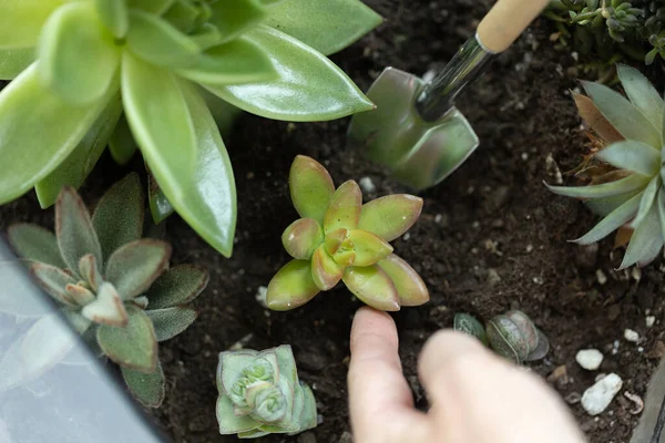 Hem Terrarium Närbild Krassel Litop Echeveria Pachyphytum Soluppgång — Stockfoto