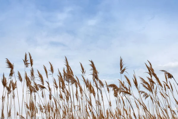 青い空に背の高い草 ロイヤリティフリーのストック画像