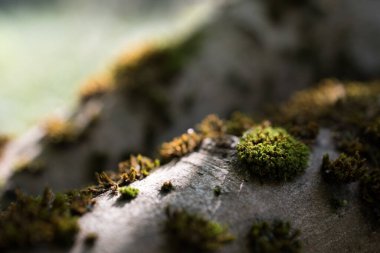 Yaz boyunca yeşil yosun yetişen devrilmiş bir ağacın yakınına. Peri masalı doğa geçmişi.