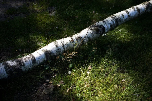 A tree branch laying on the ground with a ray of sun light on it in the forest. Magical forest look. Summertime in The Netherlands.