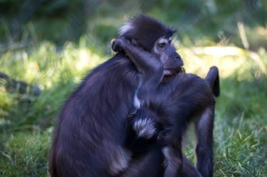 Rotterdam, Hollanda - AUG 06, 2020: Blijdorp hayvanat bahçesinde maymunculuk oynayan bir bebek maymun. Mangabey maymunları.