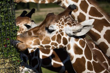 Rotterdam, The Netherlands - AUG 06, 2020: closeup of grass eating giraffes. Giraffe sticking tongue out.