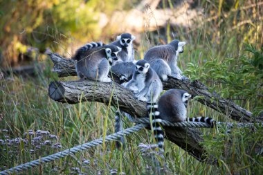 Rotterdam, Hollanda - 06, 2020: Bir grup halka kuyruklu lemurlar yazın Rotterdam Blijdorp hayvanat bahçesinde birlikte oturuyorlar..