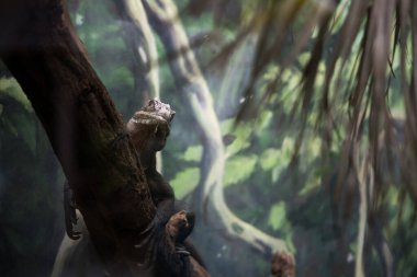 Rotterdam, Hollanda - AUG 06, 2020: Rotterdam hayvanat bahçesindeki kameraya bakan bir daldaki kertenkele sürüngen. Ormandaki bir ağaçta iguana. Hayvan teması.