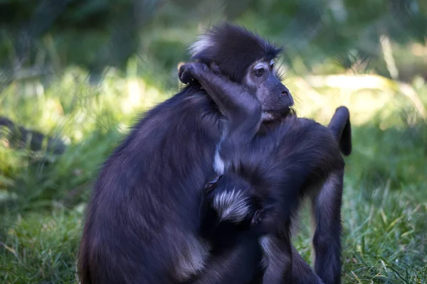 Rotterdam, The Netherlands - AUG 06, 2020: monkey sitting with a playing baby monkey at Blijdorp zoo. Mangabey monkeys.