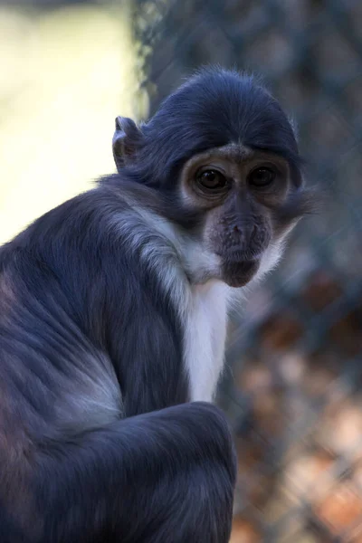 Rotterdam, The Netherlands - AUG 06, 2020: closeup of a monkey at Blijdorp Zoo Rotterdam. witkruin, white-collared mangabey monkeys of the old world.