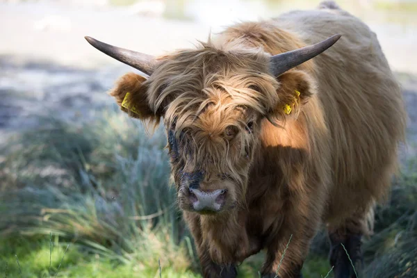 Closeup of a Scottish highlander cow during daytime in the summer. Broekpolder Vlaardingen, The Netherlands.
