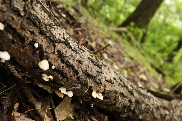 Viele Pilze Auf Einem Toten Baum — Stockfoto