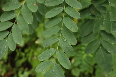 Yağmurlu sonbahar ormanlarında amorpha fruticosa 