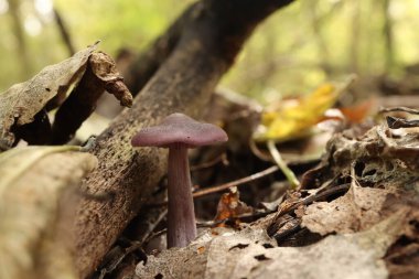 Lepista Nuda sonbahar ormanında 