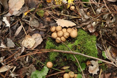 Yağmur ormanlarında taze Lycoperdon mantarları