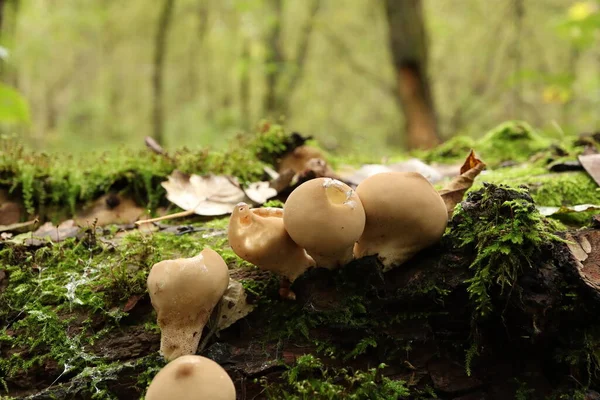 Lots Lycoperdon Mushrooms Fresh Rainy Forest — Stock Photo, Image