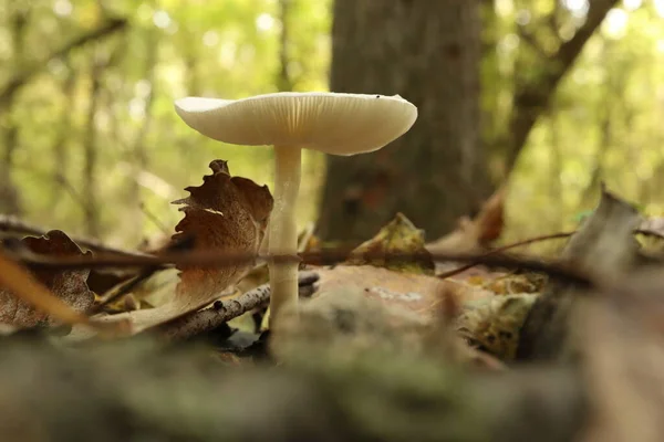 Amanita Citrina Höstskogen — Stockfoto