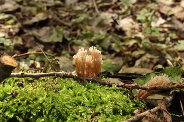 Clavicorona Pyxidata Або Artomyces Pyxidatus Осінньому Лісі — стокове фото