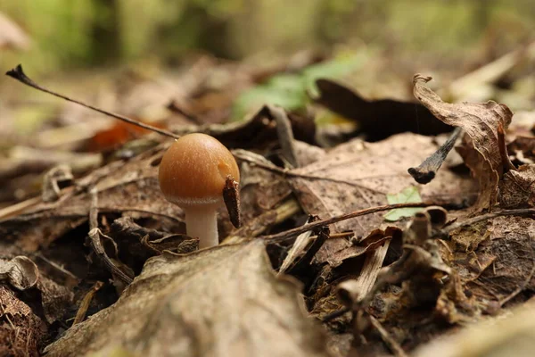 Small Mushroom Psathyrella Spadiceogrisea Autumn Forest Dry Leaves — Stock Photo, Image