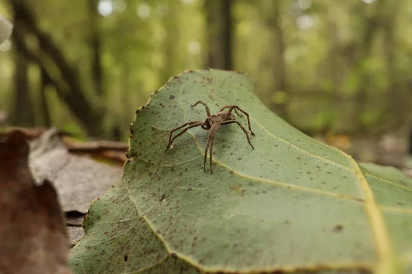 Lycosidae Listí Podzimním Lese — Stock fotografie