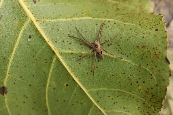 Lycosidae Auf Dem Blatt Herbstwald — Stockfoto