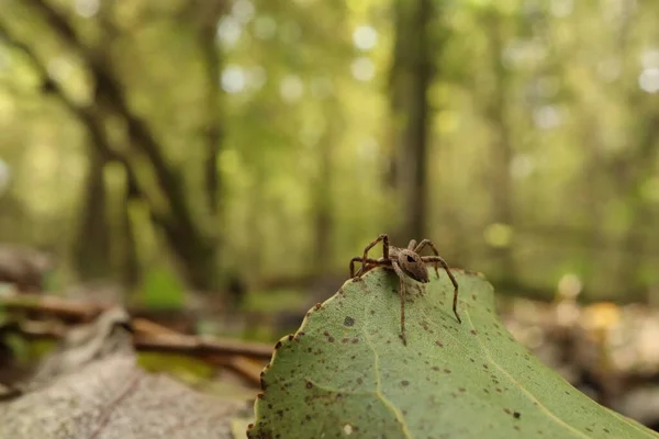 Lycosidae Sur Feuille Dans Forêt Automne — Photo