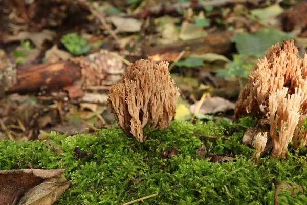 Clavicorona Pyxidata Artomyces Pyxidatus Floresta Outono — Fotografia de Stock