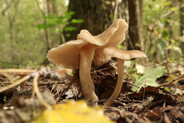 Clitocybe fragrans in the autumn forest 