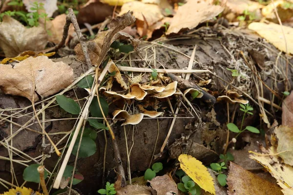 Pilze Nahaufnahme Herbstwald — Stockfoto