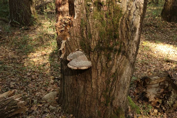 Nagy Száraz Tinder Gomba Őszi Erdőben — Stock Fotó