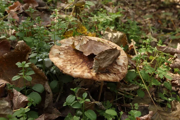 Lepiota Aspera Autumn Forest Dry Leaves — Stock Photo, Image