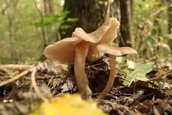 Clitocybe Düfte Herbstlichen Wald lizenzfreie Stockbilder