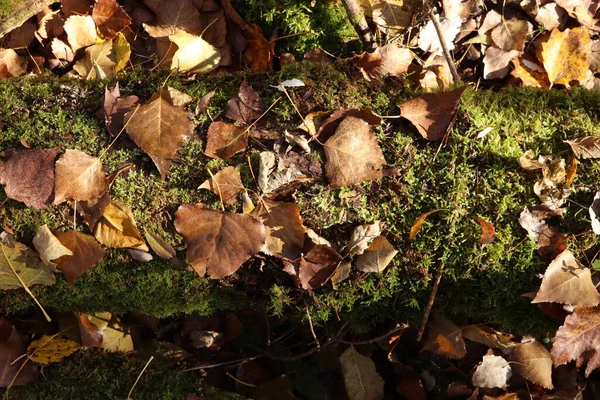 Herbstwald Grünes Moos Und Trockenes Laub Morgens — Stockfoto