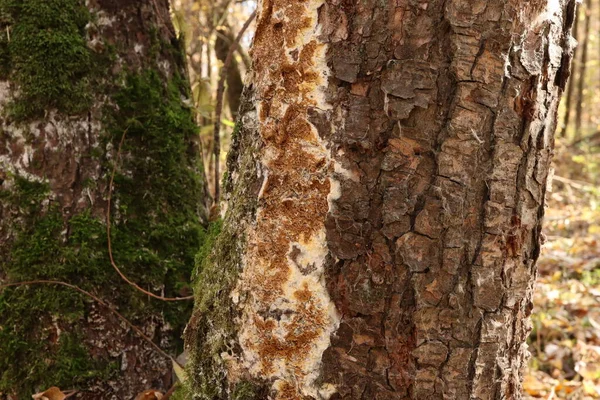 Mold Bark Tree Moss — Stock Photo, Image