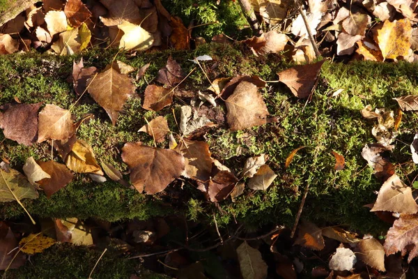 Herbstwald Grünes Moos Und Trockenes Laub Morgens Stockfoto