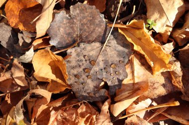 Kuru yaprağa çiy damlaları düşer, sonbahar