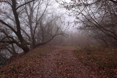 Sonbahar sisli ormanlarında Ukrayna ormanlarında yol