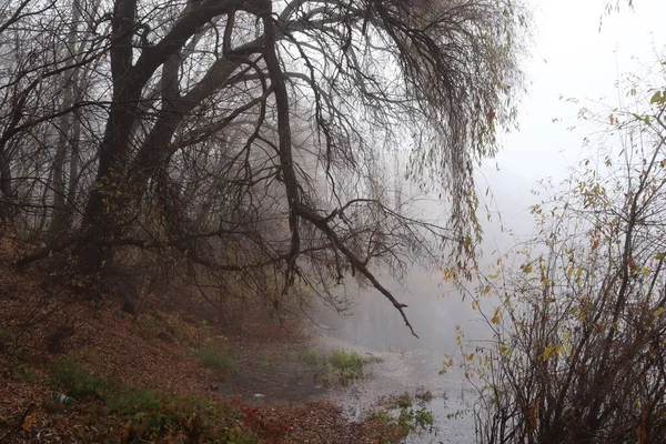 森の中の川の銀行 霧の朝 — ストック写真