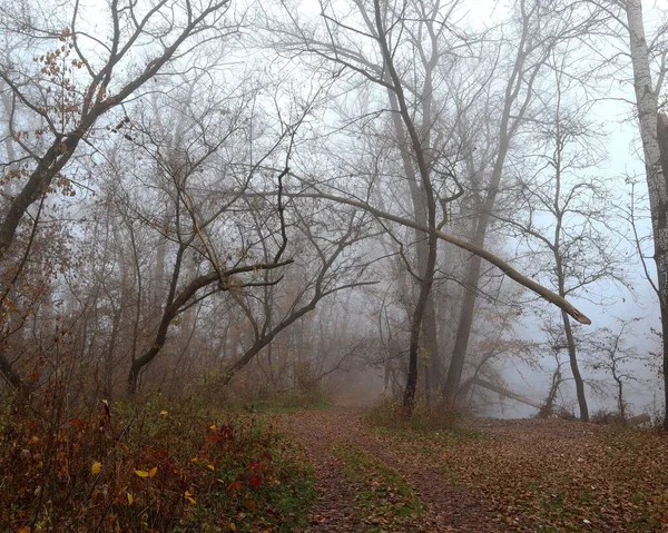 秋の霧の森の中の道路 ウクライナの森 — ストック写真
