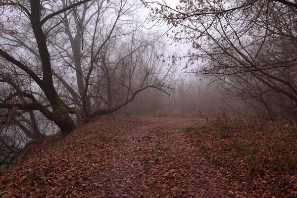 Дорога Осеннем Туманном Лесу Лес Украины — стоковое фото