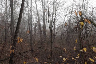 Sonbahar ormanında sabah