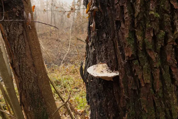 Nagy Öreg Gomba Őszi Erdőben — Stock Fotó