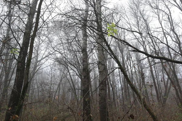 Morgen Herbstlichen Wald — Stockfoto