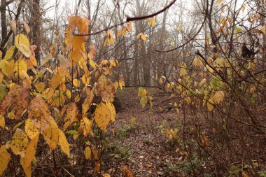 Sarı yapraklar sonbahar ormanında kurur.