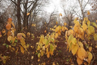 Sarı yapraklar sonbahar ormanında kurur.