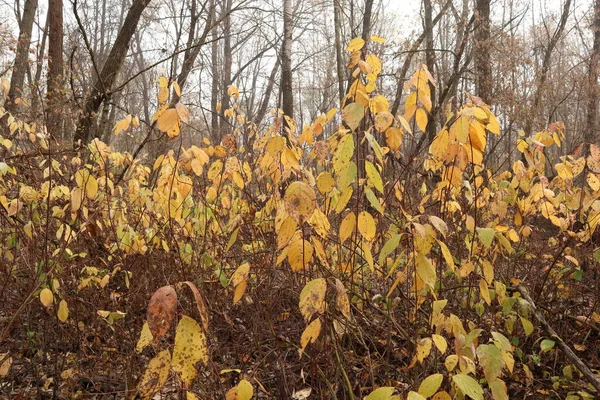 Sarı yapraklar sonbahar ormanında kurur.