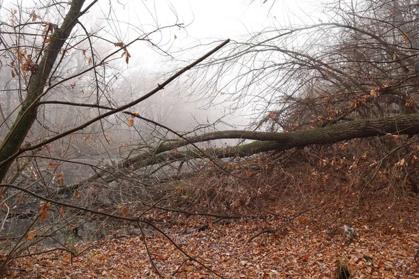 Nebbia Sulla Riva Del Fiume Nella Foresta Selvaggia — Foto Stock